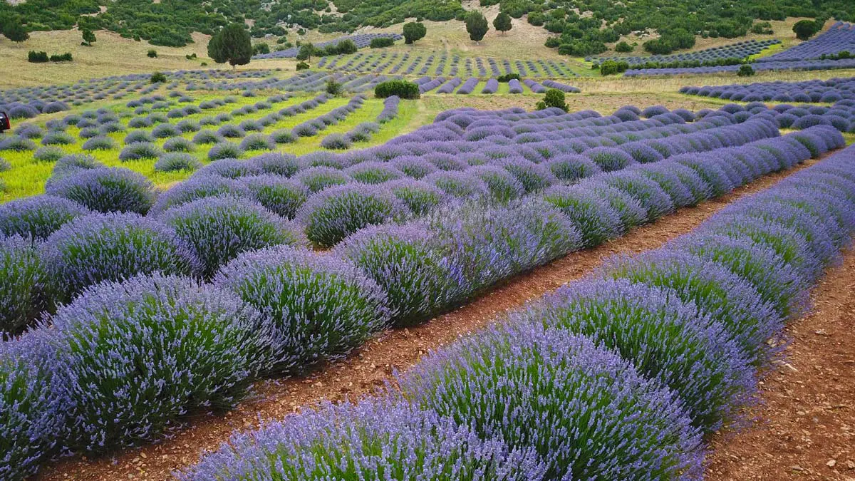 Lavender fields