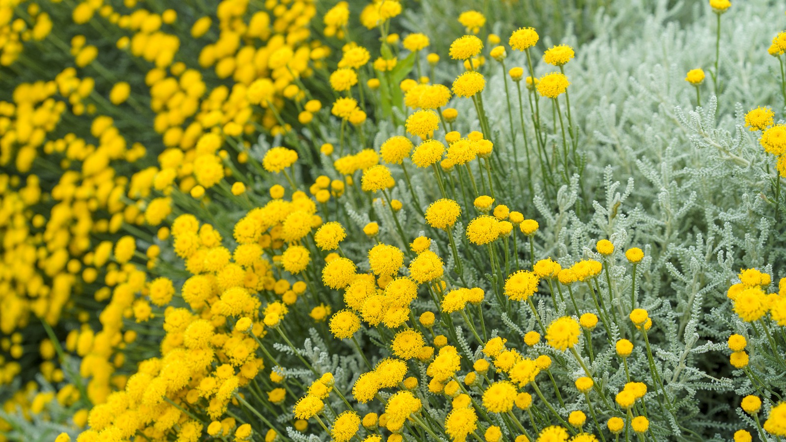 Aromatic botanicals