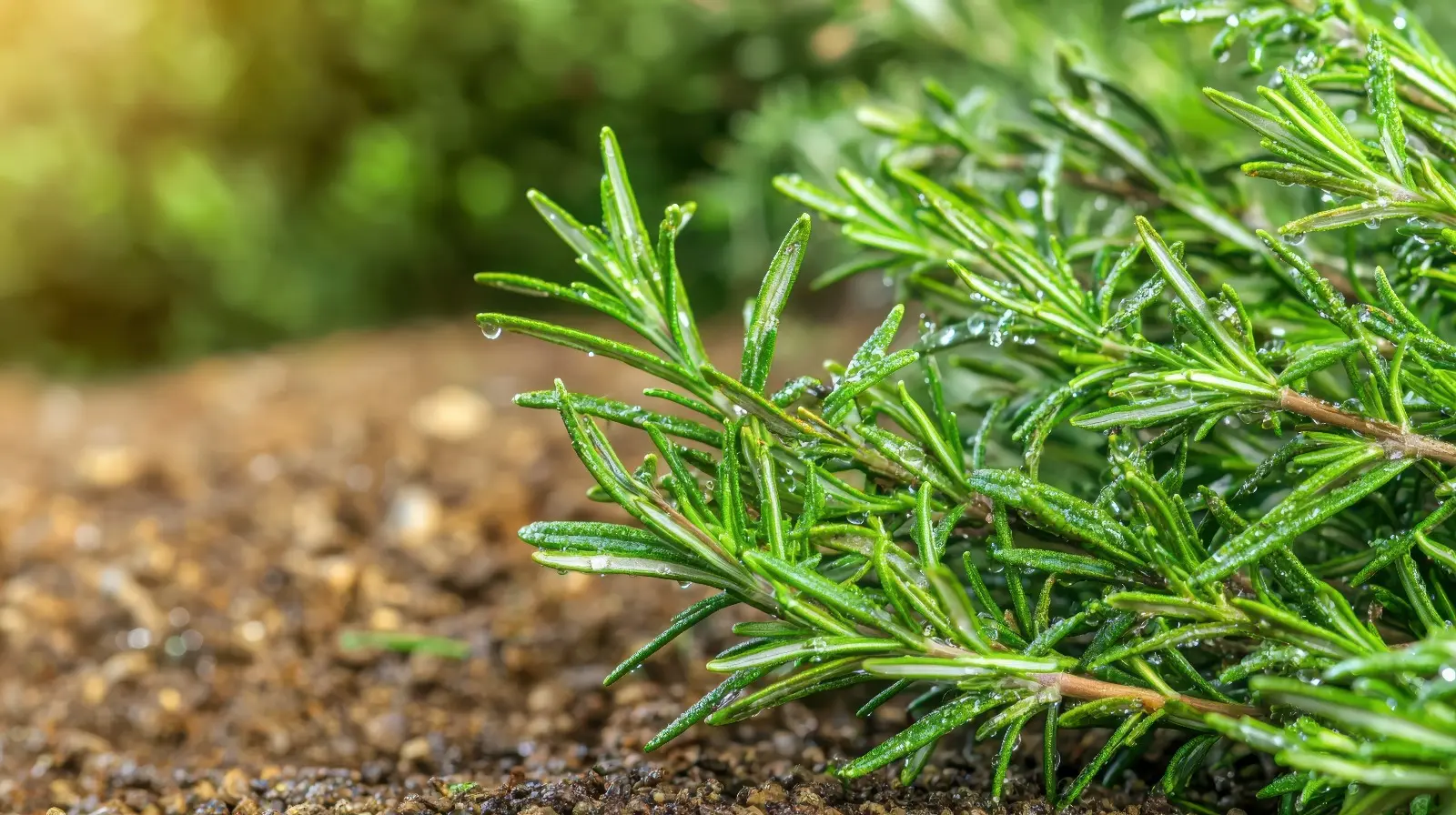 Rosemary
